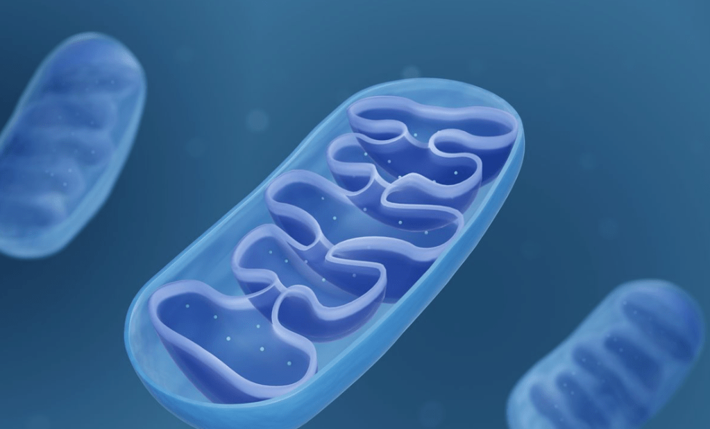 Exploring Mitochondria’s Healing Potential: Reflections on a Harvard&nbsp;Perspective